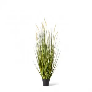 Grass Foxtail Potted - 60 x 60 x 120cm by Elme Living, a Plants for sale on Style Sourcebook