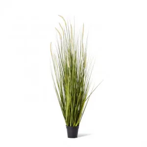 Grass Foxtail Potted - 70 x 70 x 150cm by Elme Living, a Plants for sale on Style Sourcebook