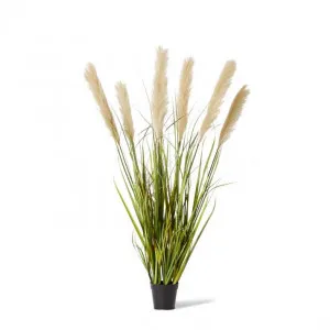 Grass Pampas Potted - 60 x 60 x 120cm by Elme Living, a Plants for sale on Style Sourcebook