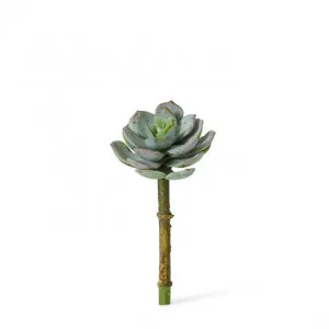 Echeveria Opalina Pick - 7 x 7 x 13cm by Elme Living, a Plants for sale on Style Sourcebook