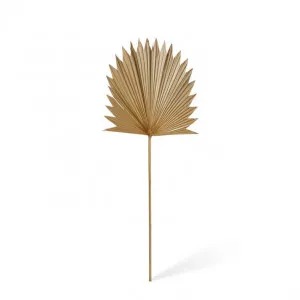 Sun Fan Palm Dried Stem - 38 x 1 x 96cm by Elme Living, a Plants for sale on Style Sourcebook