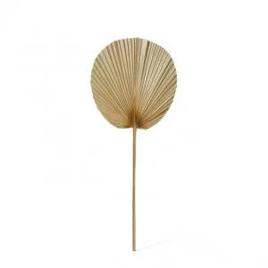 Fan Palm Dried Stem - 30 x 1 x 73cm by Elme Living, a Plants for sale on Style Sourcebook