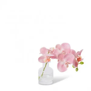 Phalaenopsis Orchid in Vase - 25 x 10 x 20cm by Elme Living, a Plants for sale on Style Sourcebook