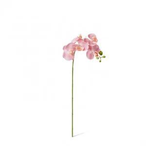 Phalaenopsis Orchid Stem - 25 x 10 x 55cm by Elme Living, a Plants for sale on Style Sourcebook