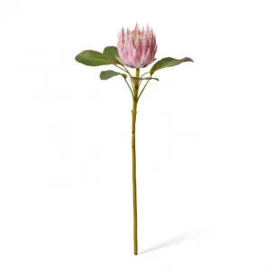 Protea Grand King Stem - 30 x 30 x 66cm by Elme Living, a Plants for sale on Style Sourcebook