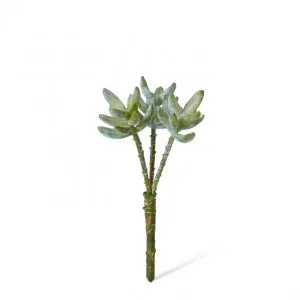 Sedum Nevii Stem - 12 x 12 x 23cm by Elme Living, a Plants for sale on Style Sourcebook