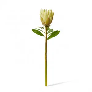 Protea King Stem - 12 x 12 x 68cm by Elme Living, a Plants for sale on Style Sourcebook