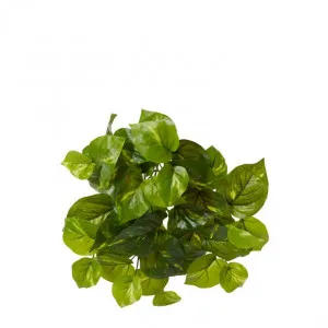 Pothos Golden Plant - 13 x 13 x 30cm by Elme Living, a Plants for sale on Style Sourcebook