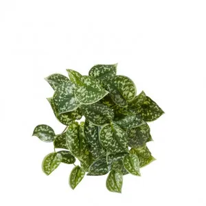 Pothos Satan Hanging Plant - 35 x 30 x 25cm by Elme Living, a Plants for sale on Style Sourcebook