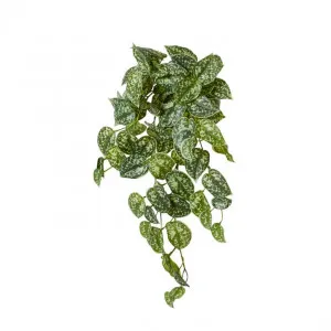 Pothos Satan Hanging Plant - 35 x 20 x 65cm by Elme Living, a Plants for sale on Style Sourcebook