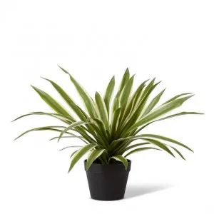 Sisal Agave Potted - 50 x 50 x 41cm by Elme Living, a Plants for sale on Style Sourcebook