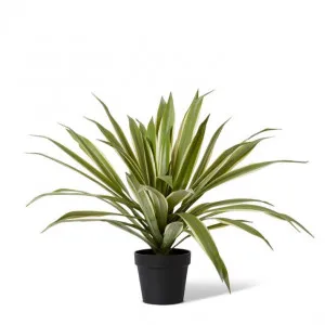 Sisal Agave Potted - 80 x 80 x 70cm by Elme Living, a Plants for sale on Style Sourcebook