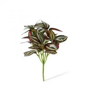 Wandering Jew Bush - 20 x 20 x 28cm by Elme Living, a Plants for sale on Style Sourcebook