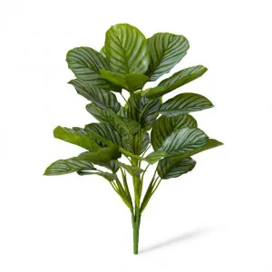 Calathea Orbifolia Bush - 38 x 38 x 53cm by Elme Living, a Plants for sale on Style Sourcebook