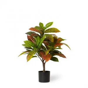 Croton Plant Potted - 65 x 60 x 77cm by Elme Living, a Plants for sale on Style Sourcebook