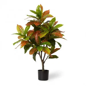 Croton Plant Potted - 75 x 70 x 100cm by Elme Living, a Plants for sale on Style Sourcebook