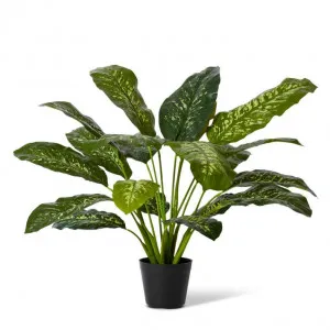 Dieffenbachia Potted - 85 x 85 x 80cm by Elme Living, a Plants for sale on Style Sourcebook