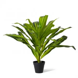 Dracaena Plant Potted - 65 x 65 x 60cm by Elme Living, a Plants for sale on Style Sourcebook