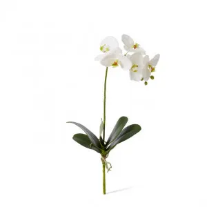 Phalaenopsis Grand Plant - 24 x 24 x 51cm by Elme Living, a Plants for sale on Style Sourcebook