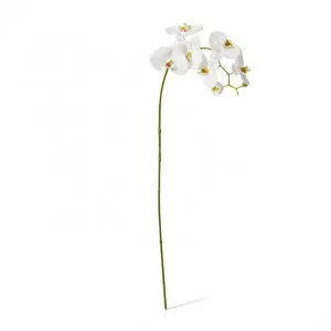 Phalaenopsis Stem - 17 x 17 x 97cm by Elme Living, a Plants for sale on Style Sourcebook