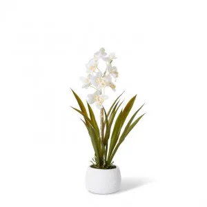 Cymbidium Hybrid Dimple Pot - 28 x 28 x 48cm by Elme Living, a Plants for sale on Style Sourcebook