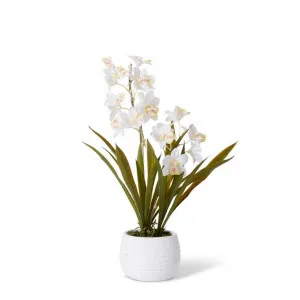 Cymbidium Hybrid Dimple Pot - 32 x 32 x 54cm by Elme Living, a Plants for sale on Style Sourcebook