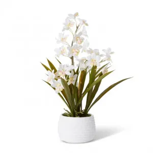 Cymbidium Hybrid Dimple Pot - 36 x 36 x 56cm by Elme Living, a Plants for sale on Style Sourcebook