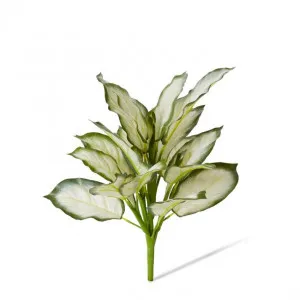 Aglaonema Bush - 32 x 32 x 40cm by Elme Living, a Plants for sale on Style Sourcebook