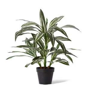 Cordyline Plant Potted - 60 x 60 x 70cm by Elme Living, a Plants for sale on Style Sourcebook