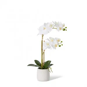 Phalaenopsis Ribbed Pot - 30 x 15 x 50cm by Elme Living, a Plants for sale on Style Sourcebook