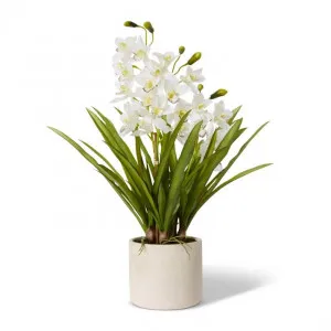 Cymbidium Slim Pot - 60 x 60 x 86cm by Elme Living, a Plants for sale on Style Sourcebook