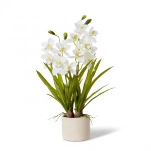 Cymbidium Slim Pot - 50 x 50 x 69cm by Elme Living, a Plants for sale on Style Sourcebook