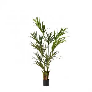 Kentia Palm Potted Tree Green - 55cm x 55cm x 180cm by James Lane, a Plants for sale on Style Sourcebook