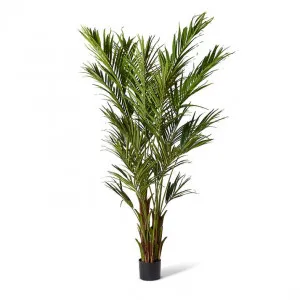 Kentia Palm Green - 85cm x 85cm x 270cm by James Lane, a Plants for sale on Style Sourcebook