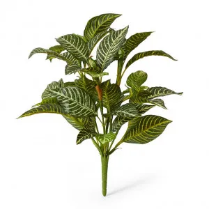 Zebra Plant - 50 x 50 x 61cm by Elme Living, a Plants for sale on Style Sourcebook