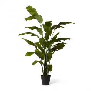 Palm Banana - 100 x 100 x 240cm by Elme Living, a Plants for sale on Style Sourcebook