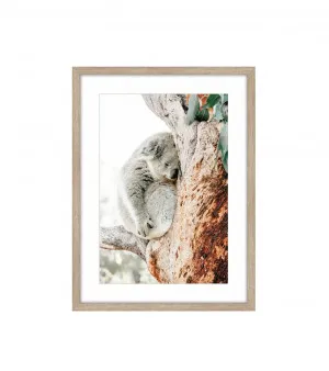 Lovely Koala Framed Wall Art 80cm x 60cm by Luxe Mirrors, a Artwork & Wall Decor for sale on Style Sourcebook