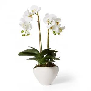 Phalaenopsis Luxe - Zelma Vase - 42 x 38 x 61cm by Elme Living, a Plants for sale on Style Sourcebook