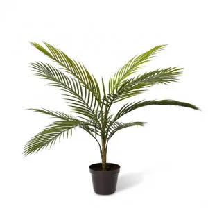 Areca Plam (Outdoor) - 50 x 50 x 65cm by Elme Living, a Plants for sale on Style Sourcebook