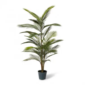 Areca Plam (Outdoor) - 80 x 80 x 120cm by Elme Living, a Plants for sale on Style Sourcebook