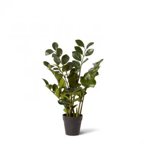 Zanzibar Plant - 40 x 40 x 60cm by Elme Living, a Plants for sale on Style Sourcebook