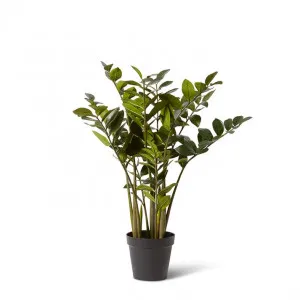 Zanzibar Plant - 60 x 60 x 90cm by Elme Living, a Plants for sale on Style Sourcebook