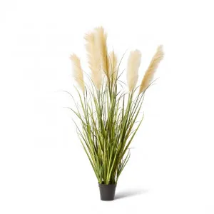 Grass Pampas Potted - 60 x 60 x 120cm by Elme Living, a Plants for sale on Style Sourcebook