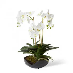 Luxe Phalaenopsis - Odina Bowl - 41 x 45 x 61cm by Elme Living, a Plants for sale on Style Sourcebook