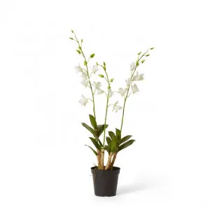 Orchid Dendrobidium Potted - 30 x 30 x 89cm by Elme Living, a Plants for sale on Style Sourcebook