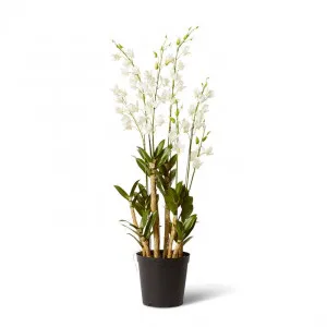 Orchid Dendrobidium Potted - 35 x 35 x 131cm by Elme Living, a Plants for sale on Style Sourcebook