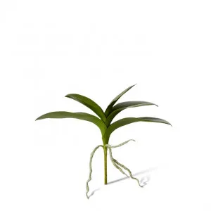 Phalaenopsis Lush Foliage Plant - 35 x 15 x 31cm by Elme Living, a Plants for sale on Style Sourcebook