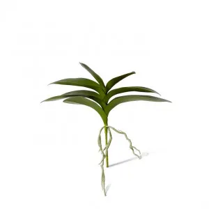 Phalaenopsis Lush Foliage Plant - 39 x 15 x 31cm by Elme Living, a Plants for sale on Style Sourcebook