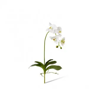 Phalaenopsis DeLuxe Plant - 33 x 24 x 75cm by Elme Living, a Plants for sale on Style Sourcebook