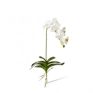 Phalaenopsis DeLuxe Plant - 42 x 22 x 89cm by Elme Living, a Plants for sale on Style Sourcebook